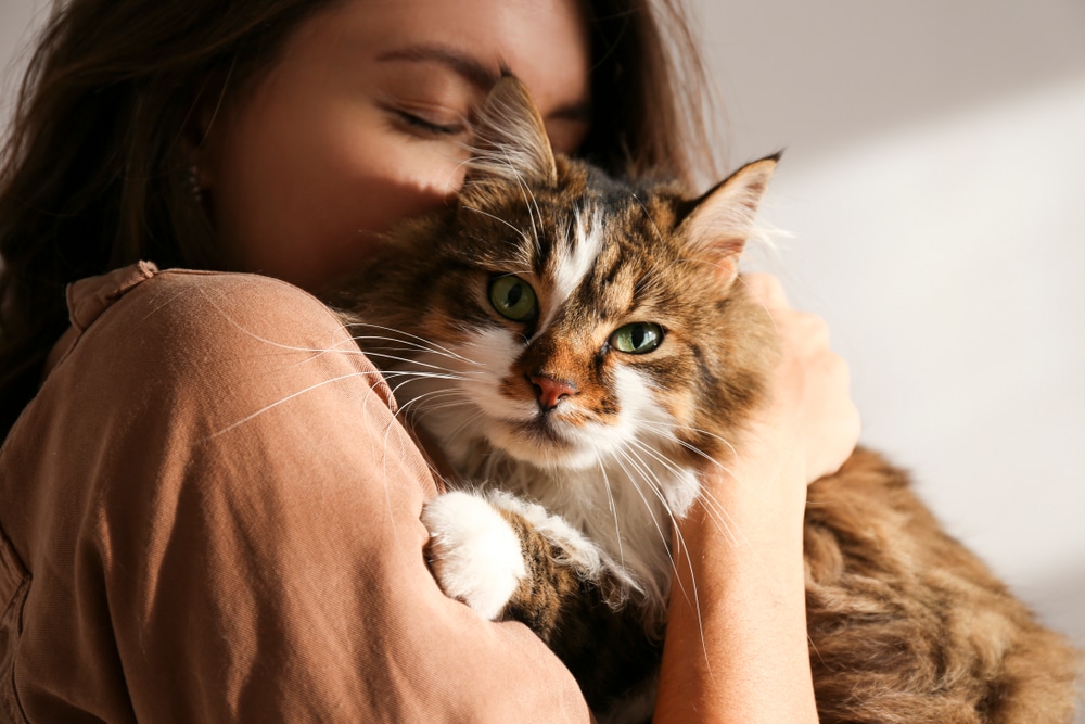 owner holds siberian cat - top on the hypoallergenic cats list