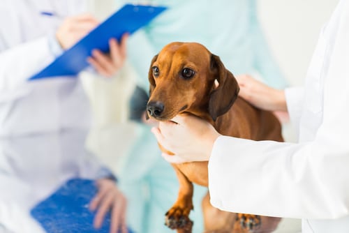 vet checking for IVDD in brown dachshund