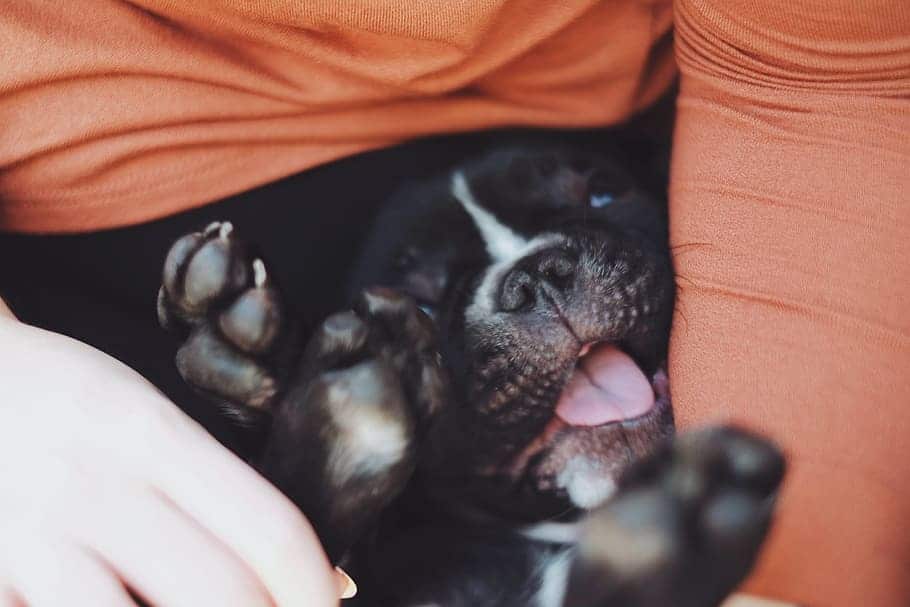 Is dog insurance worth it - this puppy thinks woofing yes!