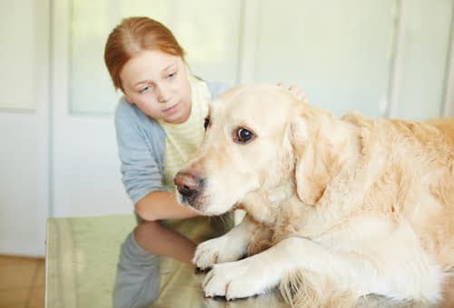 golden retriever dog showing scared signs while red headed girl looks on