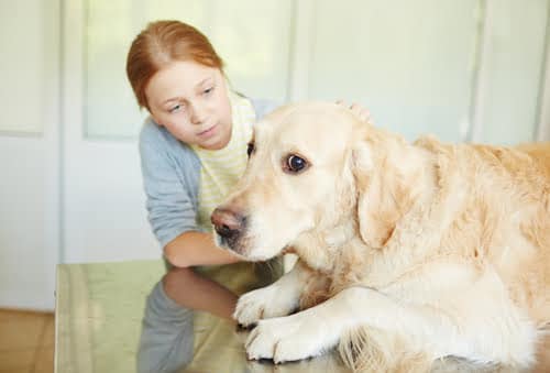 A Golden Retriever dog showing signs of fear and anxiety via their body language.