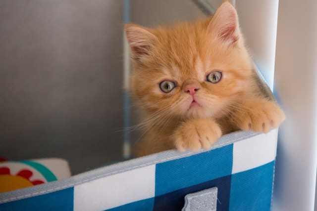 kitten knows PD Insurance is good for pet insurance