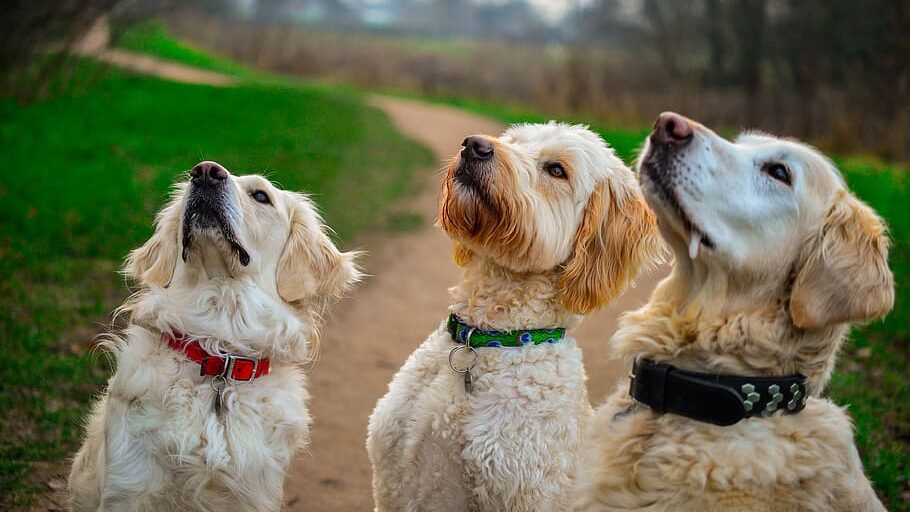 Dogs think PD Insurance is good for pet insurance