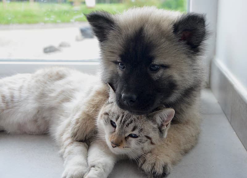 This puppy and kitten think pet insurance is worth it