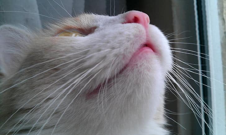Before you let your cats see each other, they must first smell the other's scent. 