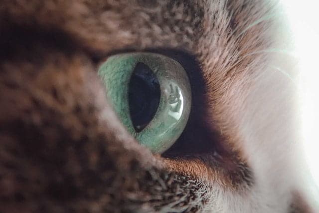 Once you have introduced you kitten and cat through smell, they can be introduced through sight.