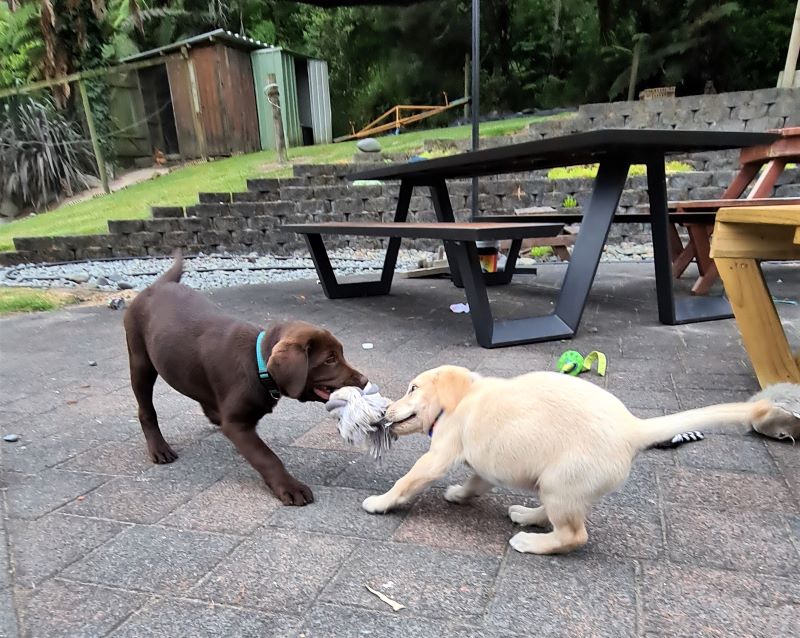 Shiloh and Rex play tug