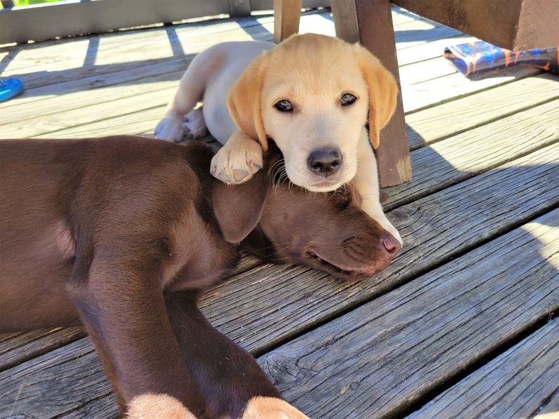 Labrador puppies Shilo and Rex snooze on the deck