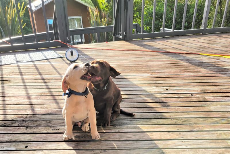 Labrador puppies play on the deck