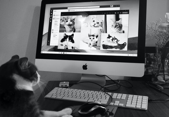 A cat sits at a desk, looking at a computer screen displaying multiple cat photos.