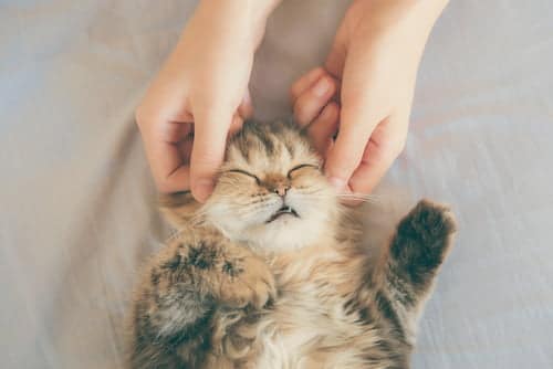 Not only is pampering a way to bond with your feline, it also keeps them happy (reads healthy).