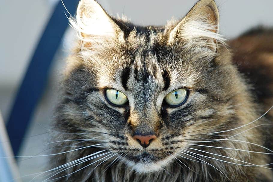 brown maine coon cat stares into camera
