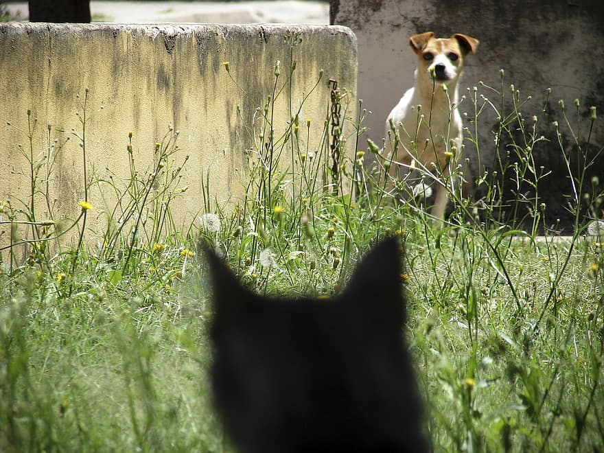 Dogs chase cats