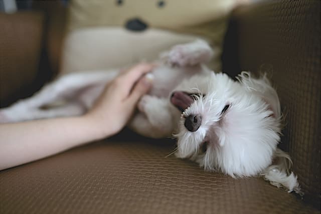 national puppy day is a chance to adopt the right puppy