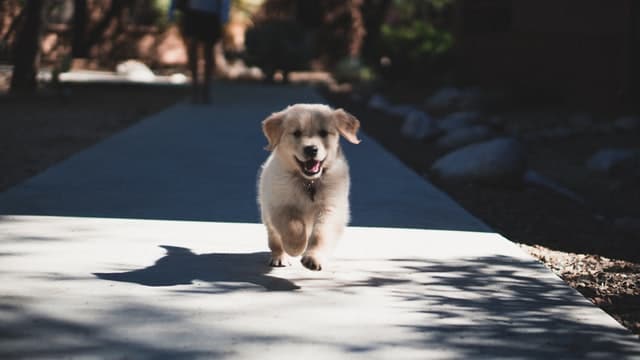 this Labrador is being adopted on National Puppy Day!