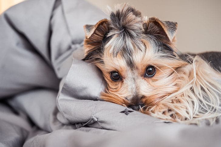 dog recovers from desexing procedure