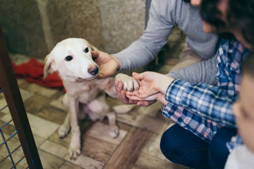 Kiwis give up pets for adoption