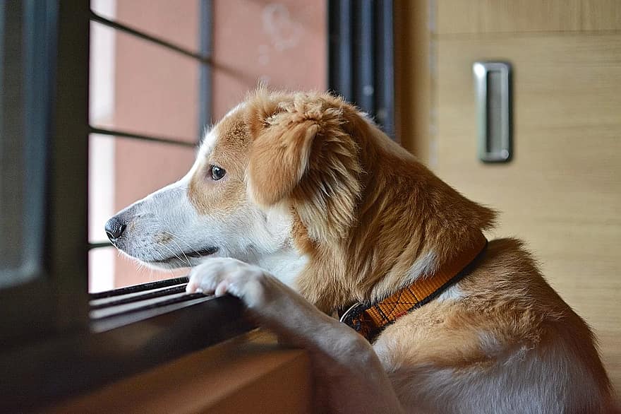 Obsessive-compulsive disorder in dogs can result from separation anxiety.
