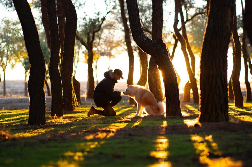 older dogs for adoption can make loving companions