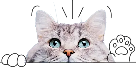 Cat Insurance NZ