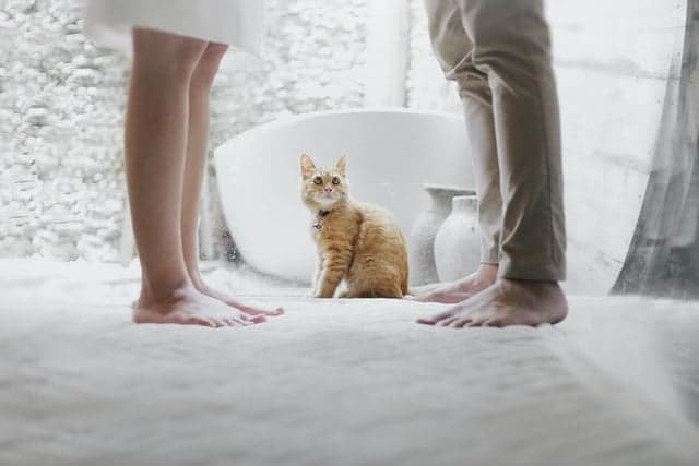 ginger cat sitting between two people's legs staring at them. If your pet doesnt like your partner, don't try to force the relationship