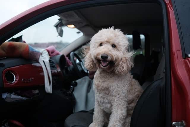 this white poodle is ready for pet travel and is sitting in the car passenger seat for a road trip