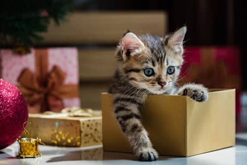 This stripey kitten poking out of a cardboard box was one of the Christmas kittens for sale