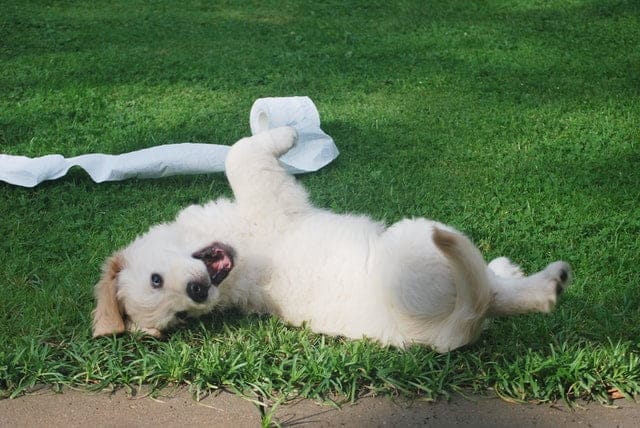 This happy puppy has been successfully potty trained.