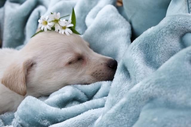 Puppy sleep training has worked for this pooch