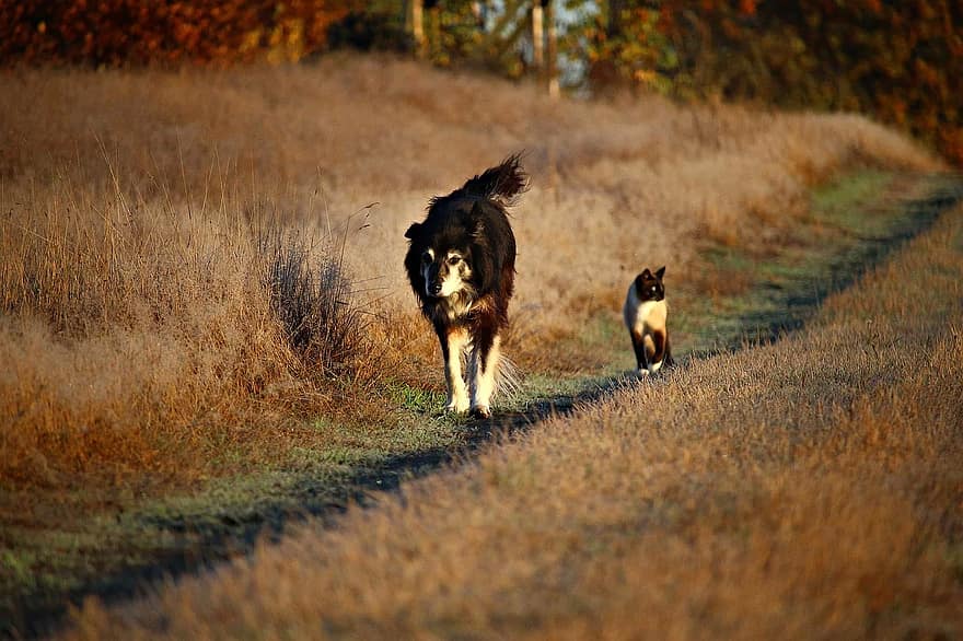 This cat and dog are lifelong friends because of a good puppy and cat first time introduction. 