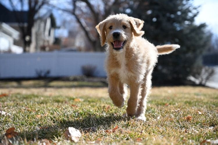 This puppy is having a good workout to prepare for the puppy and cat introduction.