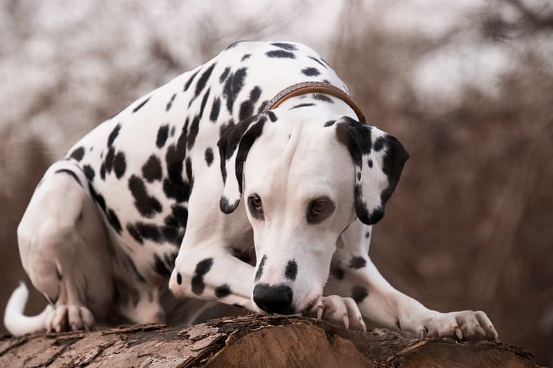 This Dalmatian is a purebred dog breed with pedigreed papers. 