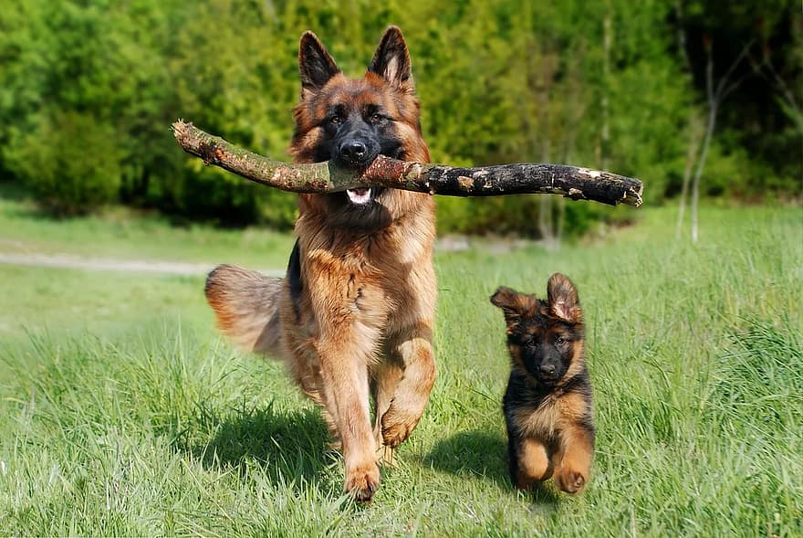 This German shepherd pedigreed dog has a strong territorial instinct good for guarding.