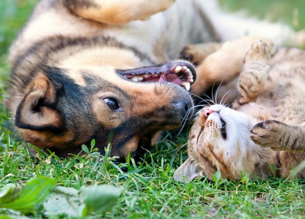 bringing home an adopted cat to a dog 