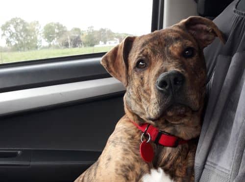 Rebel the Staffordshire Bull Terrier cross is a proud PD Pet Insurance member