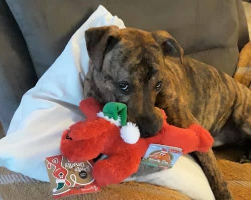 Staffordshire bull terrier allergies hot sale