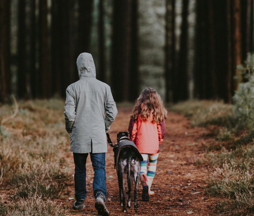 A greyhound dog walks through the woods with its human family, a girl and her father.