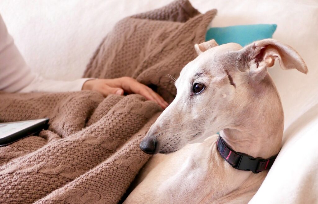 A greyhound that has found its furever home after being in an adoption program (after the ban on greyhound racing in NZ) enjoys some time relaxing on a sofa with its human.