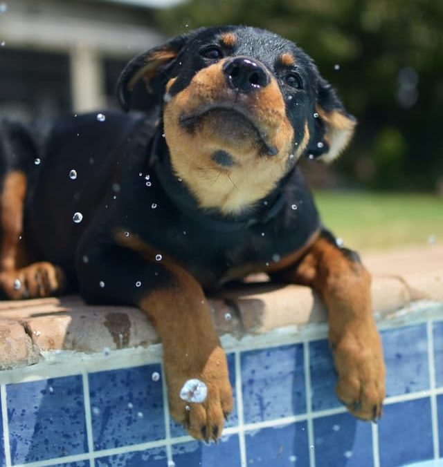 Rottweiler on side of pool is beating heatstroke in dogs