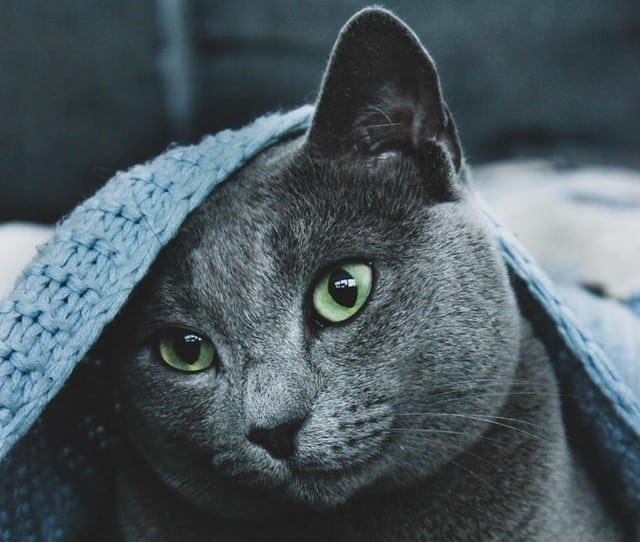 Russian blue snuggles under blanket