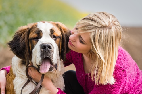 A Saint Bernard gets a hug from his loving pet owner