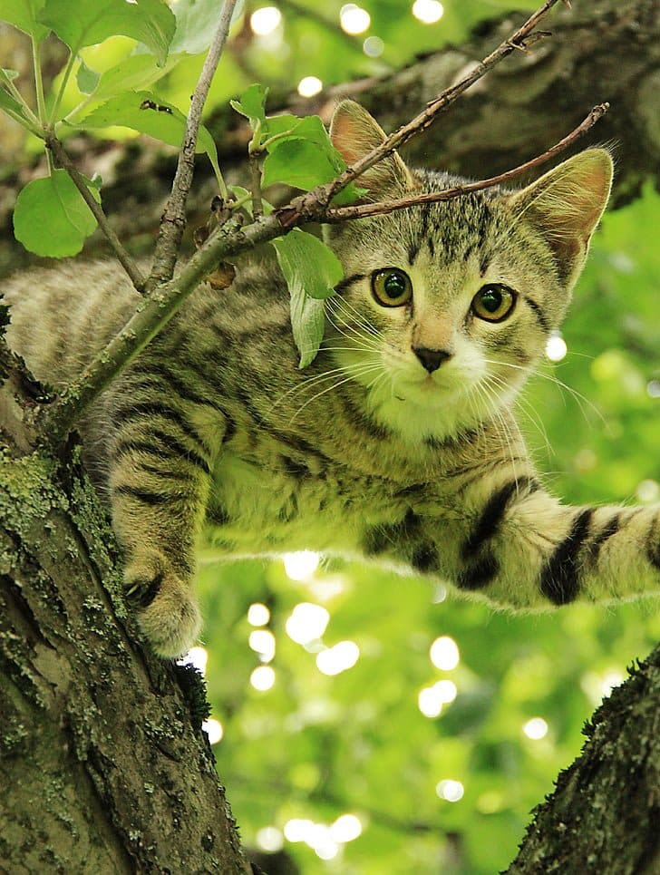 How to choose an animal shelter