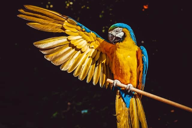 Parrot experiences separation anxiety in birds 