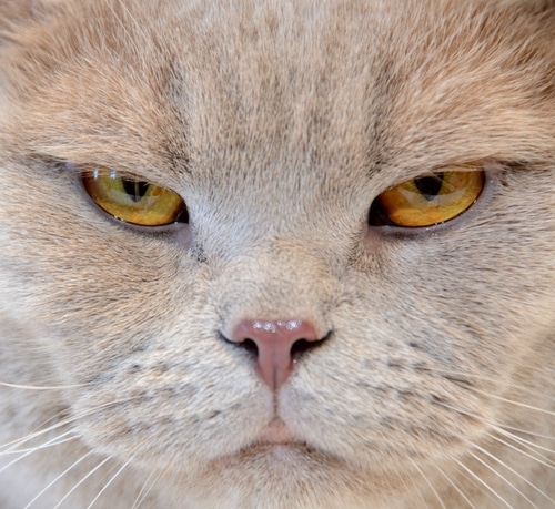 Pet doesn’t like your partner, like this cranky grey cat