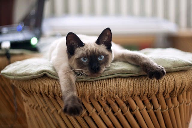 Siamese cat with front legs stretched out on chair