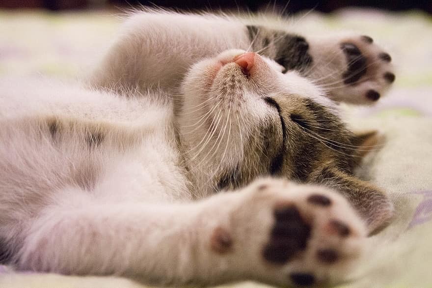This kitten is resting after getting it's routine vaccinations.