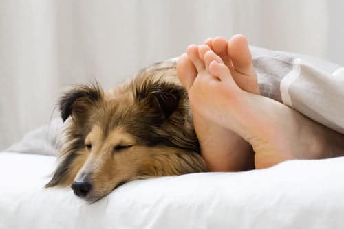 Sleeping with Your Dog in Your Bed - Why You Should