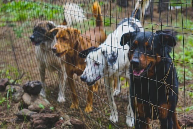 someone stole these dogs to use in puppy farms
