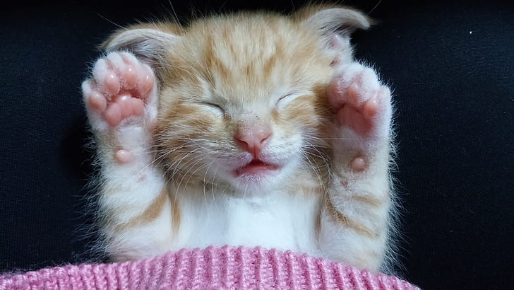This ginger kitten has its paws over its ears as it hears cat desexing is coming its way, despite the benefits of spaying or neutering your cat