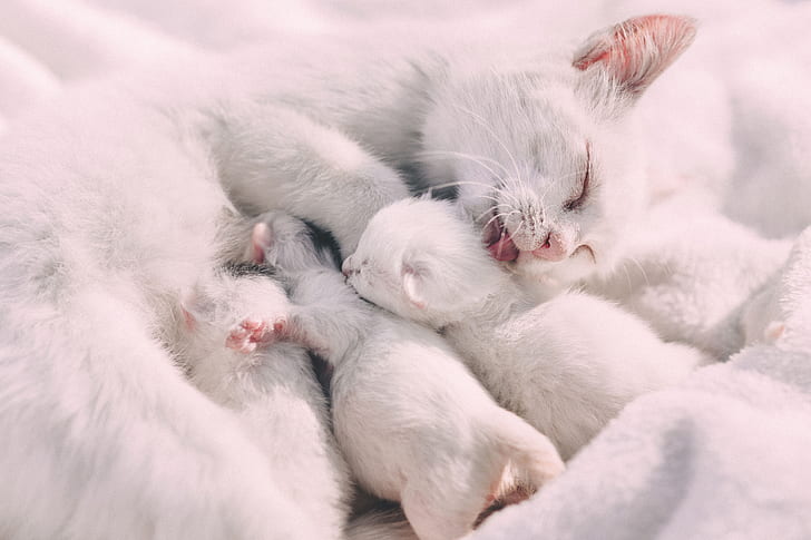 This white mother cat licking her tiny white kittens did not undergo cat desexing (aka spay and neuter)